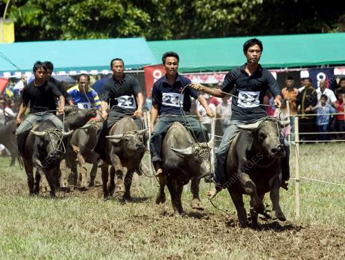PESTA BABULANG