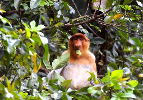 TAMAN NEGARA BAKO