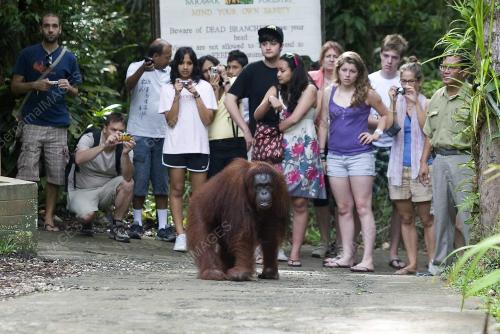 ORANG UTAN