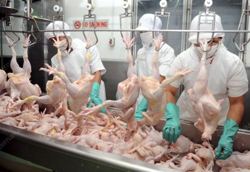 SK02_11072013_BEKALAN_AYAM