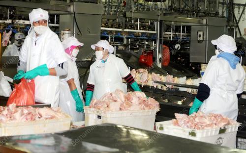 SK02_11092016_BEKALAN_AYAM