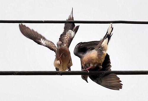 SK02_11102015_BURUNG