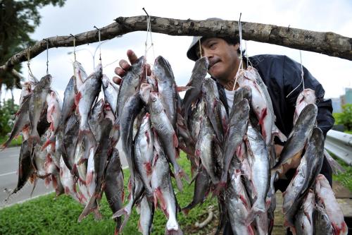 SK02_12022016_IKAN_DURI