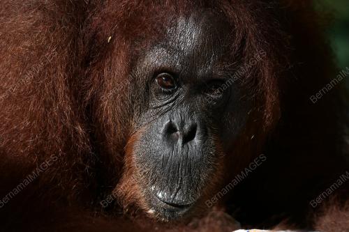 ORANG UTAN