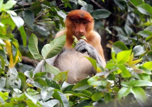 SK02_14062016_TMN_NEGARA_BAKO