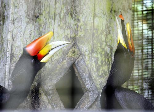 SK02_29122016_BURUNG