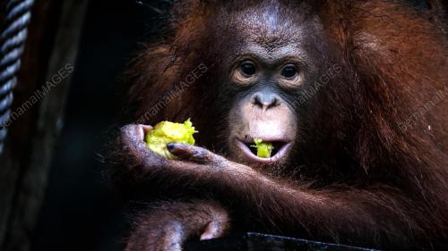 SK03_02072018_ORANG_UTAN