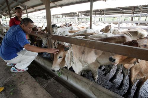 SK03_02102014_LEMBU