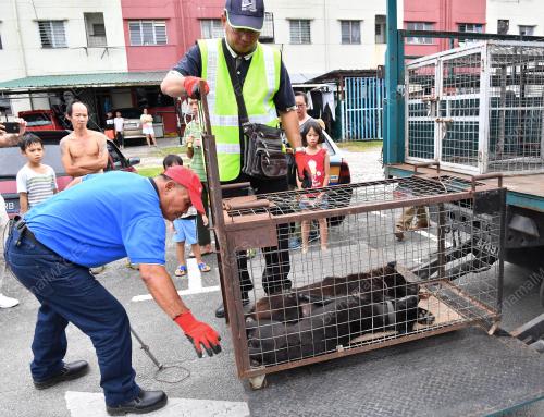SK03_03012018_OPERASI_RABIES