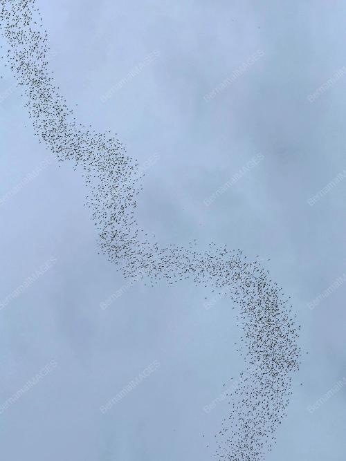 'BAT EXODUS'