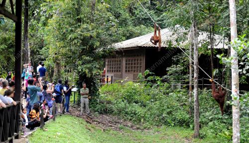 SK03_04052015_ORANG_UTAN