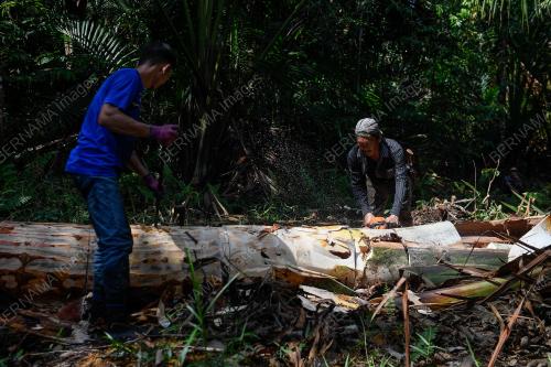 RUMBIA_SARAWAK