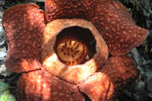 SK03_06022017_RAFFLESIA