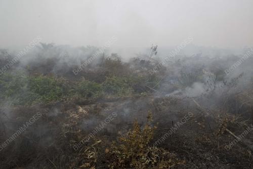 BAKAR_LADANG