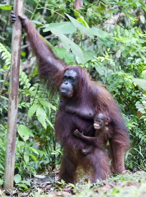 ORANG UTAN