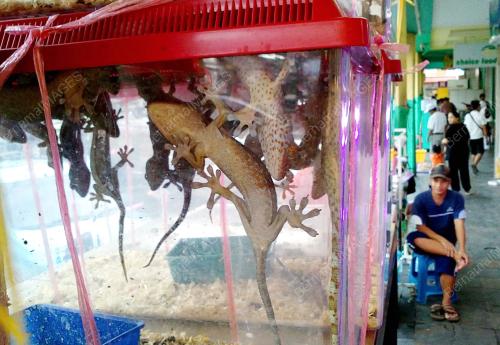 CICAK TOKEK