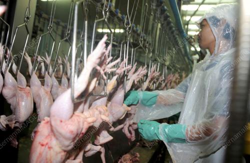 SK03_11072013_BEKALAN_AYAM