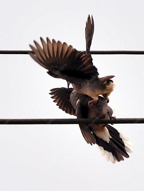 SK03_11102015_BURUNG