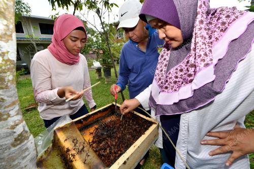 MADU_KELULUT