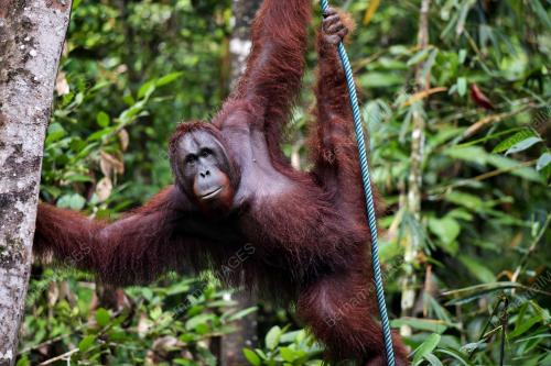 ORANGUTAN