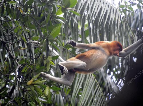 SK03_14062016_TMN_NEGARA_BAKO