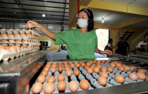 SK03_14072013_BEKALAN_TELUR