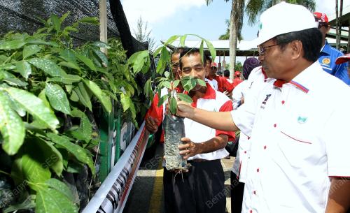 SK03_18062012_PEKEBUN