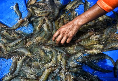LADANG AKUAKULTUR UDANG SEAHORSE