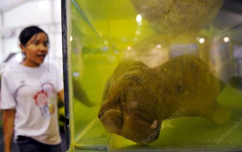 SK03_27112015_DUGONG