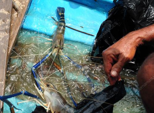 SK03_28042016_UDANG