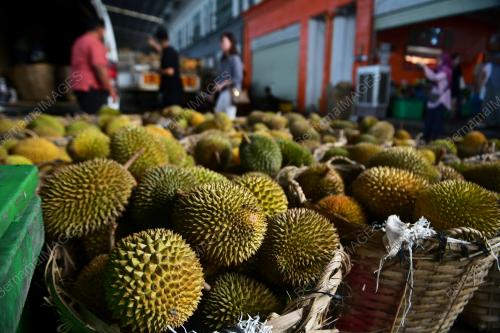 MUSIM DURIAN