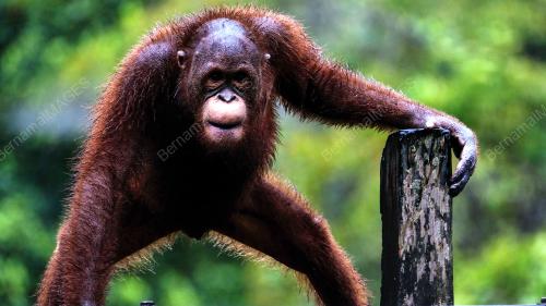 SK04_02072018_ORANG_UTAN