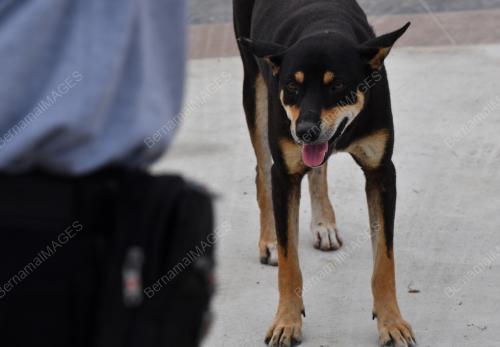 SK04_03012018_OPERASI_RABIES