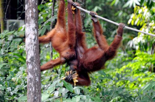 SK04_04052015_ORANG_UTAN