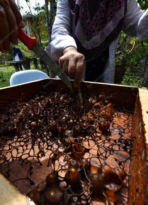 PELANCONG DOMESTIK
