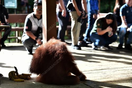 ORANGUTAN