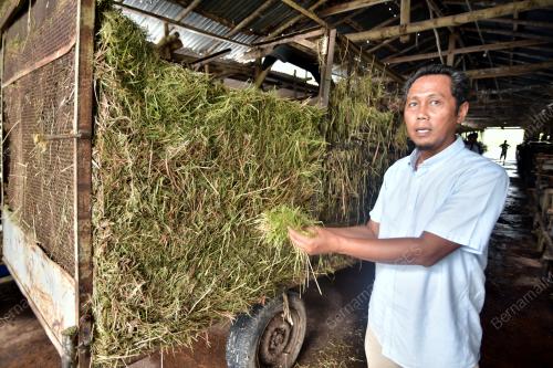 TINJAUAN TERNAKAN KORBAN