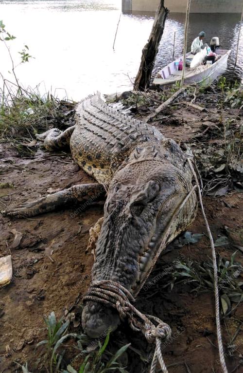 SK04_17032019_BUAYA_BNBM75635SUB2
