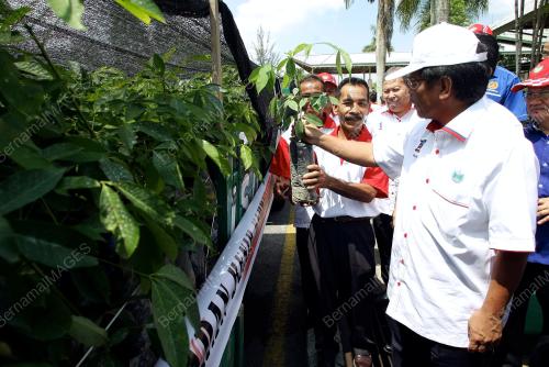 SK04_18062012_PEKEBUN