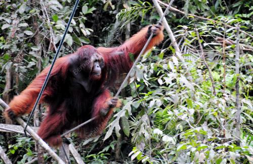 URANGUTAN DI HUTAN SEMENGGOH