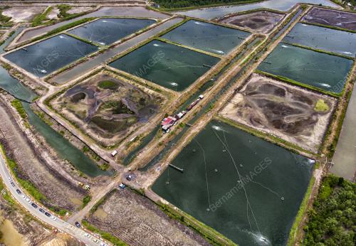 LADANG AKUAKULTUR UDANG SEAHORSE