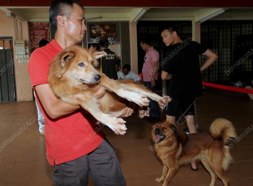 SK04_25072017_RABIES