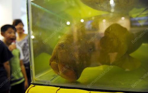 SK04_27112015_DUGONG