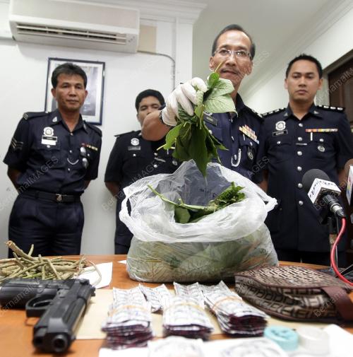 POKOK KETUM