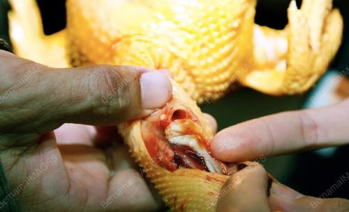 PUSAT PENYEMBELIHAN AYAM