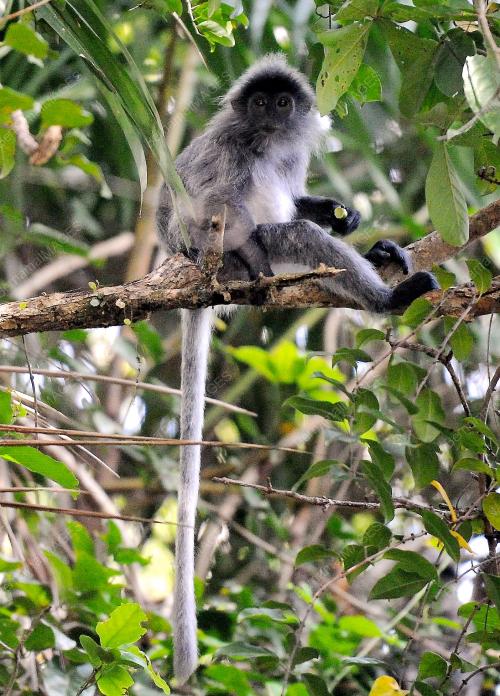 SK04_31052015_TMN_NEGARA_BAKO
