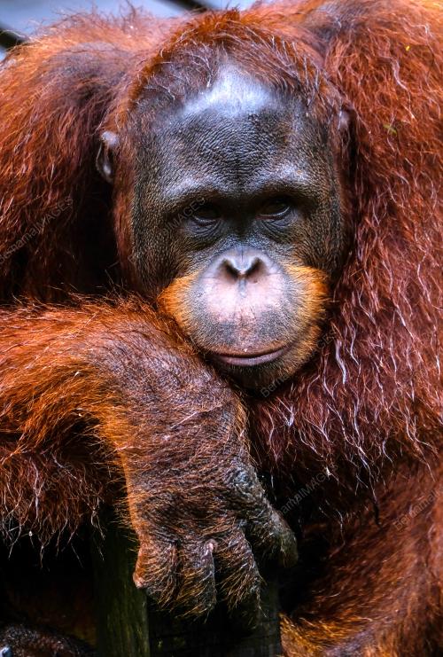 SK05_02072018_ORANG_UTAN