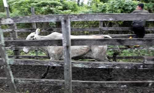 SK05_02102014_LEMBU