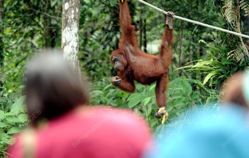 SK05_04052015_ORANG_UTAN