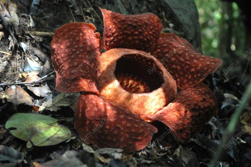SK05_06022017_RAFFLESIA